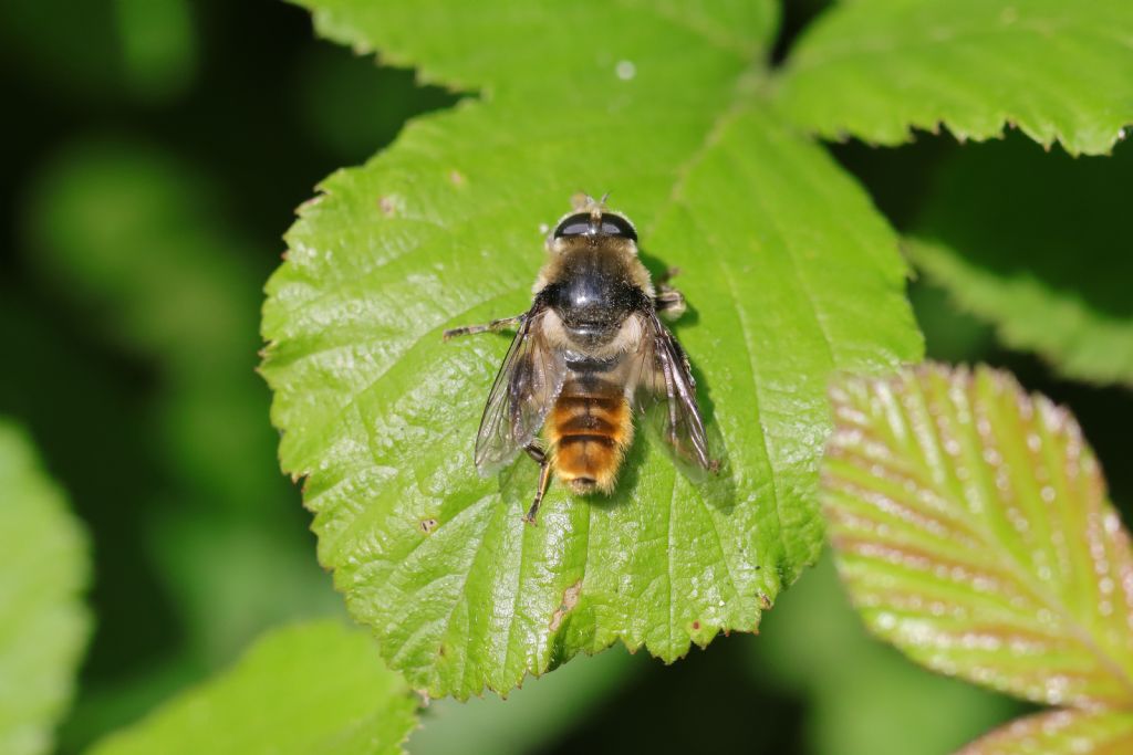 Syrphidae ID